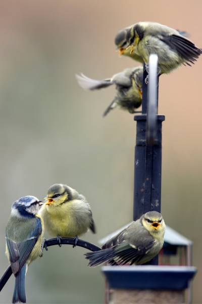 Group of Blue tits